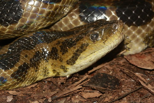 De Schauensee's Anaconda observed near Remire-Montjoly 97354, Guyane française, (c) Maël Dewynter, some rights reserved (CC BY-NC)