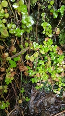 Epilobium rotundifolium