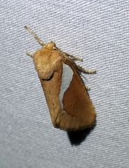 Prolimacodes trigona