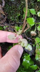 Epilobium rotundifolium