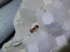 Ochropleura leucogaster