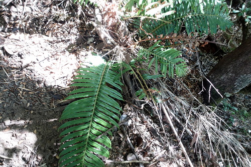 Image of Lomariocycas magellanica by (c) Wolfgang Jauch, some rights reserved (CC BY)