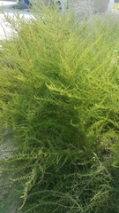 Artemisia scoparia