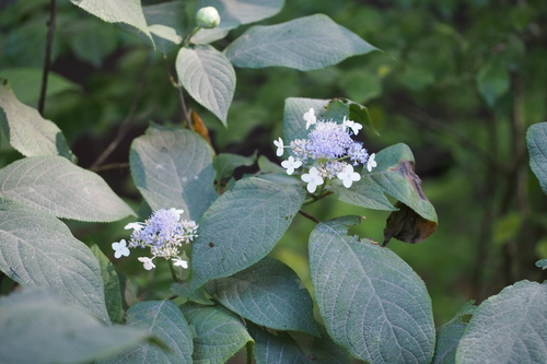 Hydrangea involucrata, photograph 2