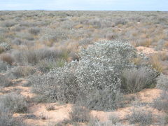 Leucospermum rodolentum