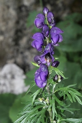 Aconitum tauricum