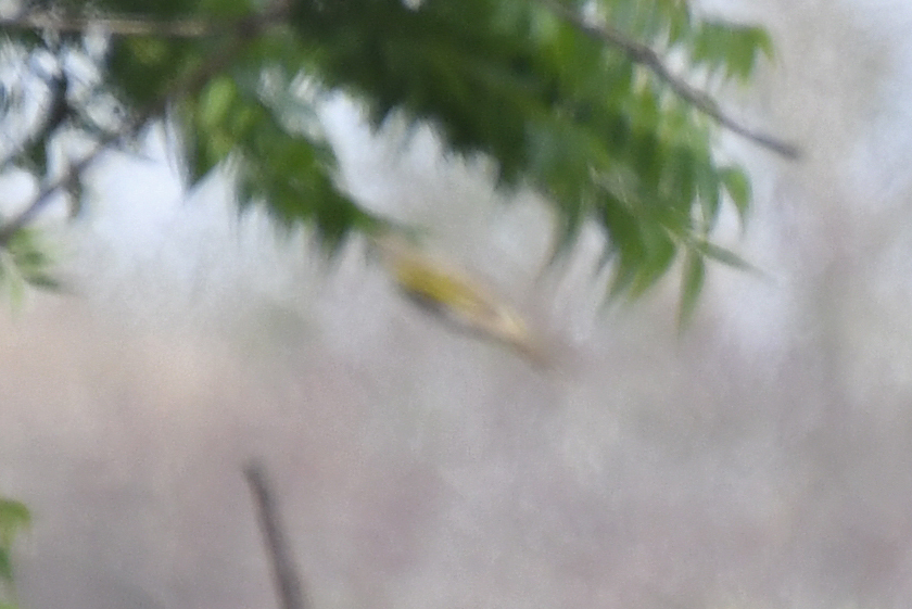 Red-shouldered Cuckooshrike (Campephaga phoenicea), photo 2