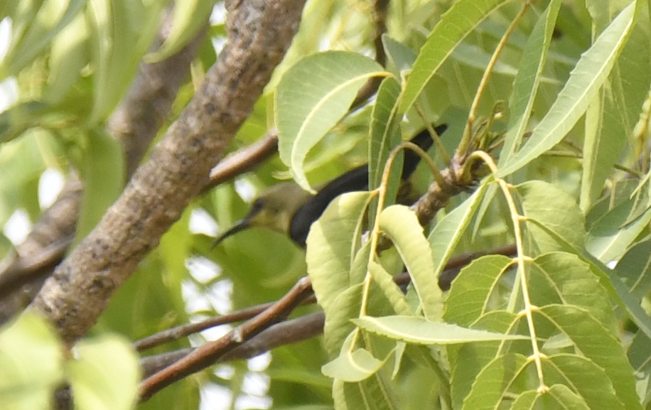 Copper Sunbird (Cinnyris cupreus), photo 1