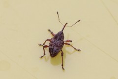 Curculio betulae