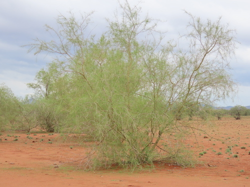 Image of Parkinsonia africana by no rights reserved