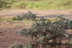 Vachellia drepanolobium
