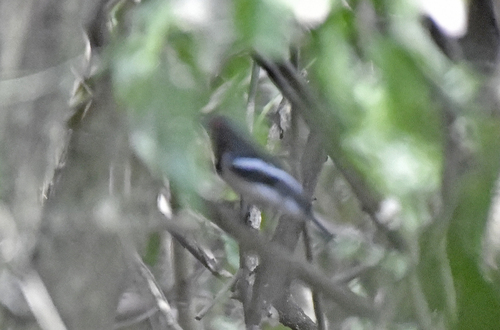 Brown-throated Wattle-eye (Platysteira cyanea), photo 4