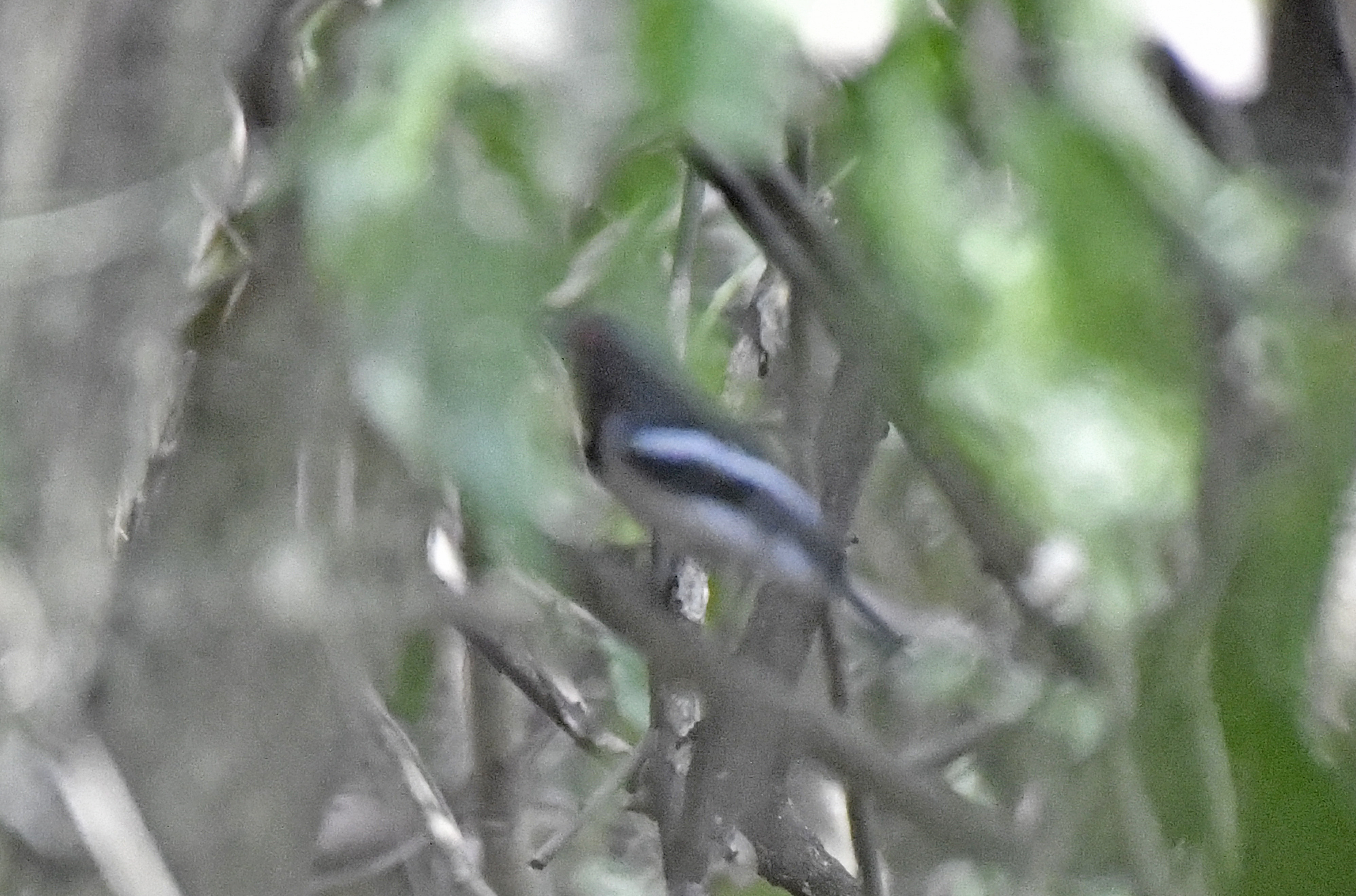 Brown-throated Wattle-eye (Platysteira cyanea), photo 2
