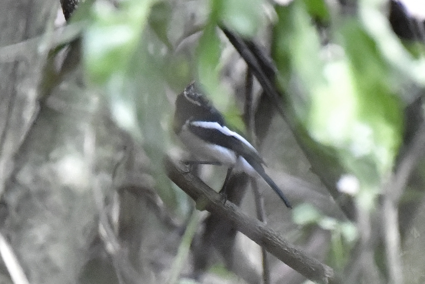 Brown-throated Wattle-eye (Platysteira cyanea), photo 1