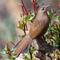 Bhutan Laughingthrush photo 1