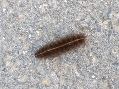 Spilosoma lubricipeda