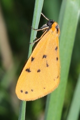 Setina