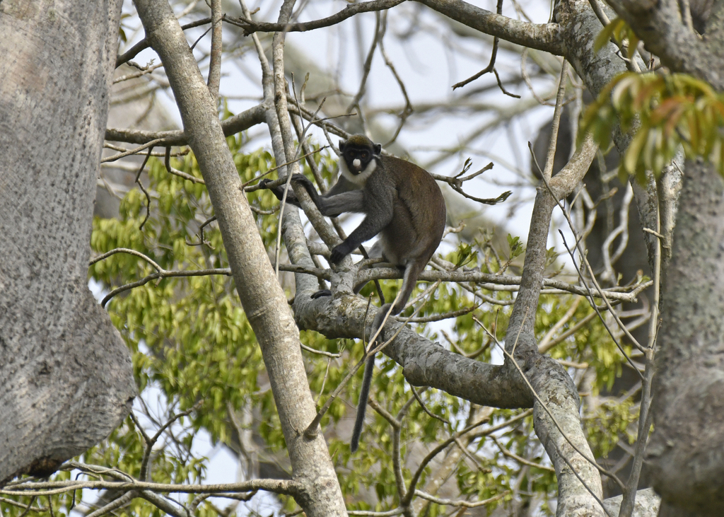 Spot-nosed Monkey