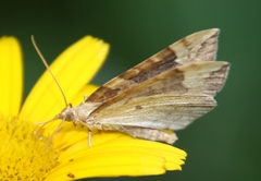 Eulithis populata