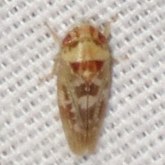 Dragonana dracontea