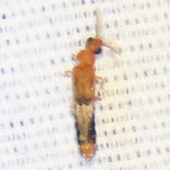 Distremocephalus opaculus