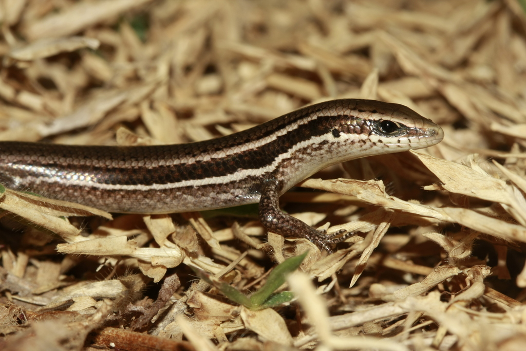 Two-striped Mabuya
