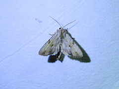 Apamea lithoxylaea
