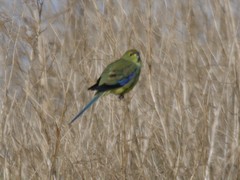 Neophema chrysostoma