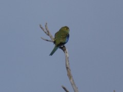 Neophema chrysostoma