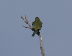 Neophema chrysostoma