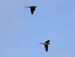 Neophema chrysostoma