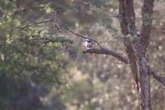 Eurocephalus ruppelli