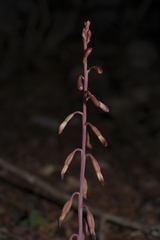 Bletia nitida