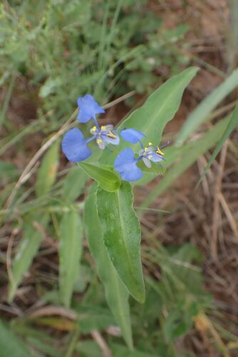 Image of Commelina eckloniana by no rights reserved