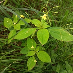 Impatiens parviflora