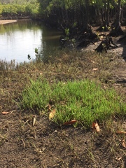 Salicornia natalensis