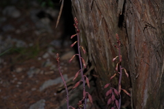 Bletia nitida