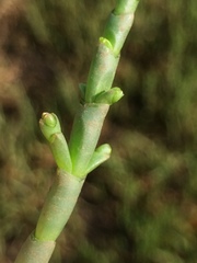 Salicornia natalensis
