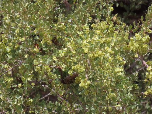Image of Combretum imberbe by no rights reserved