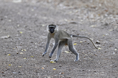 Tantalus Monkey