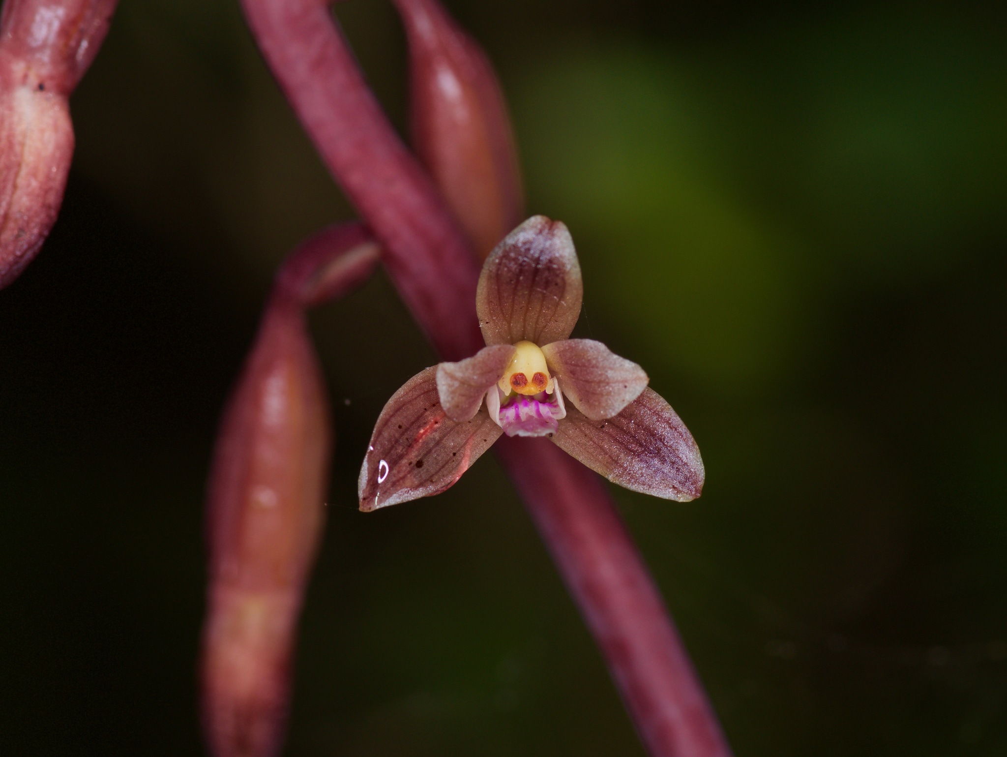 Bletia nitida
