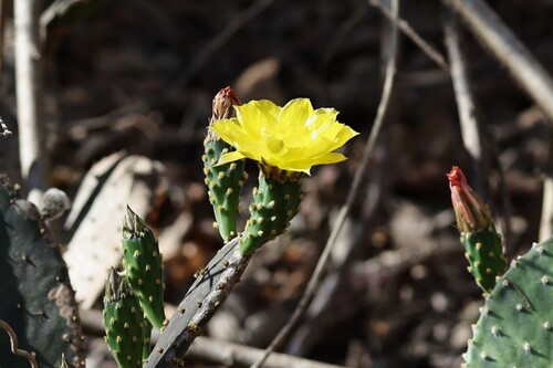Image of Opuntia decumbens by (c) nmoorhatch, some rights reserved (CC BY)