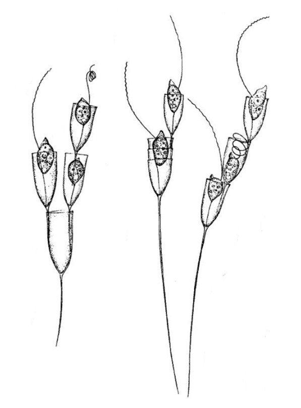 Bicoecida