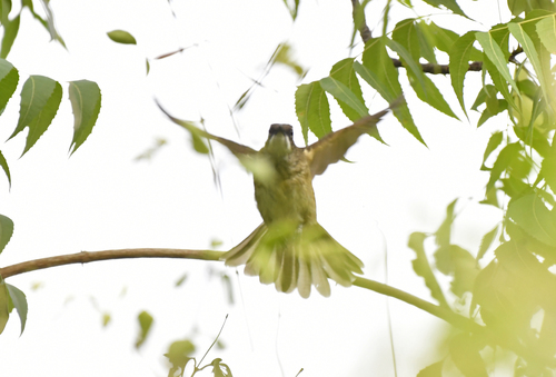 Simple Greenbul (Chlorocichla simplex), photo 7