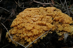 Ramaria capitata