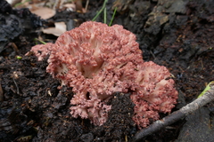 Ramaria botrytoides