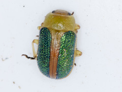 Calomela parilis