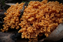 Ramaria capitata