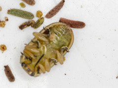 Calomela parilis