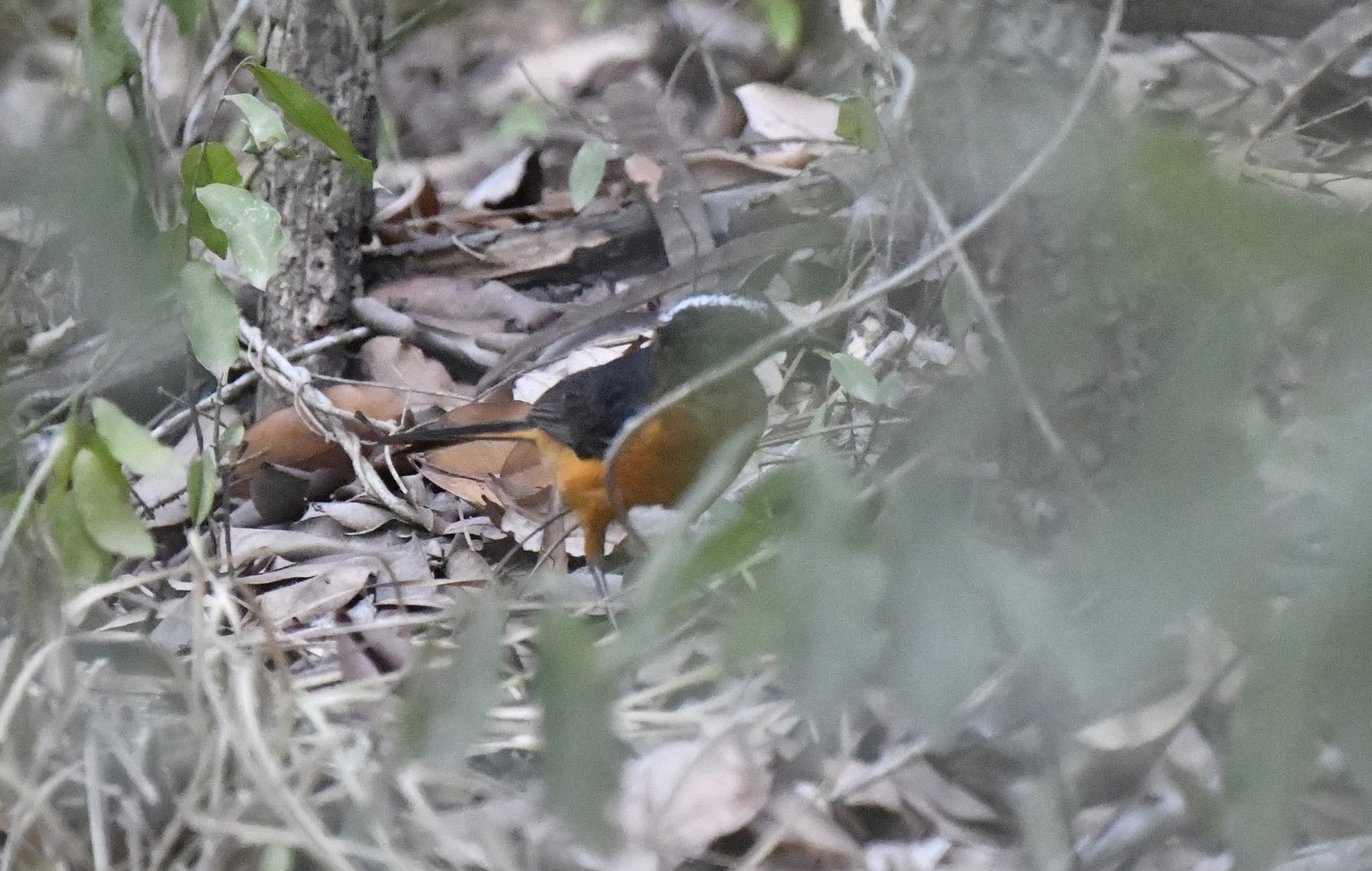 Snowy-crowned Robin-Chat (Cossypha niveicapilla), photo 7